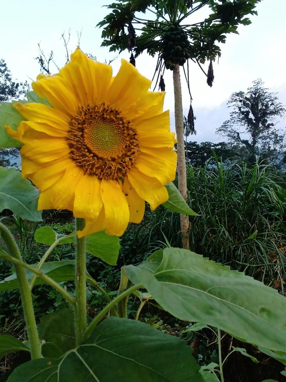 Casa de férias Aloha#sossego Ubatuba